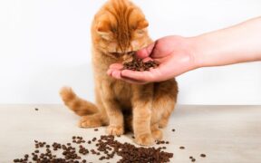 Caffeine toxicity in pets
