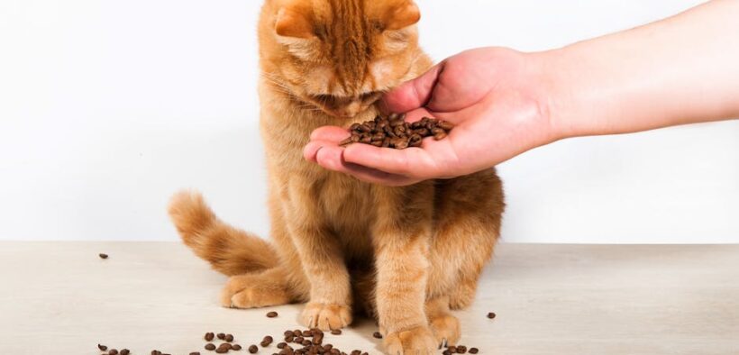 Ammonia smell urine pets