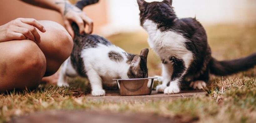 Cat eating grass and throwing up what owners should know
