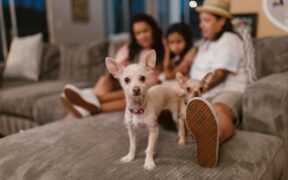 Dogs pacing during home gatherings