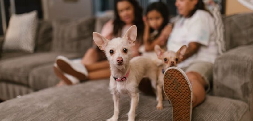 Dogs pacing during home gatherings