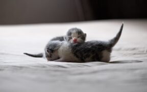 Cats stiffening when other cats approach