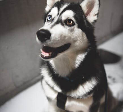 Dog irritated paws after snow symptoms and monitoring