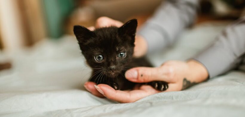 Pet dental care and safe interactions