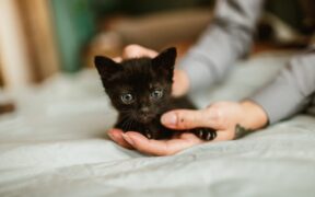 Cat wound care common injuries and safe monitoring