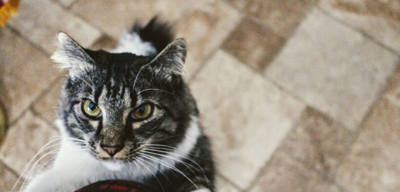 Parasites in indoor cats causes risks and prevention for pet owners