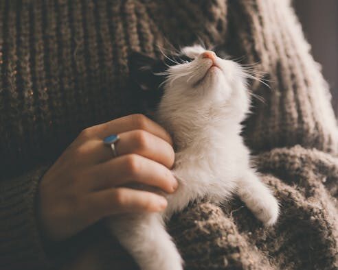 Cat soft stool after new treats digestive sensitivity