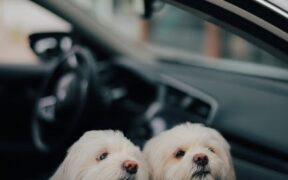 Teaching dogs to wait before going outside