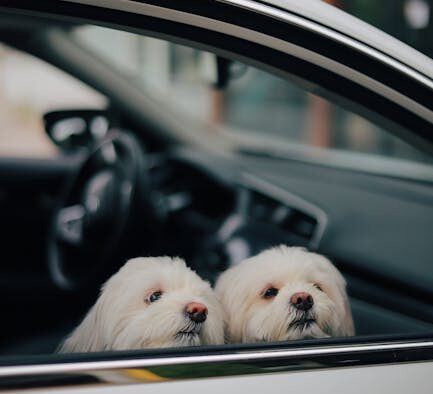 Teaching dogs to wait before going outside