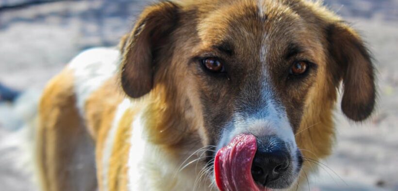 Foreign body in nose dog