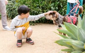 Preventive care for pets with special needs long term support