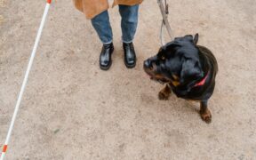 Preventive first aid basics for dog owners