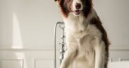Preventive cleaning checklist for multi pet households