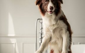 Keeping grooming sessions short and calm