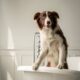 Preventive cleaning checklist for multi pet households