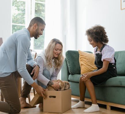 Indoor cat vaccination guide for new pet parents