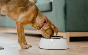 Teaching dogs to leave food on the floor