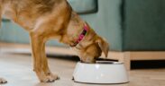 Anxiety around other pets eating