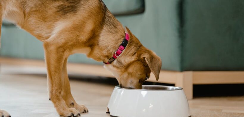 Feeding guide for balanced home diet dogs