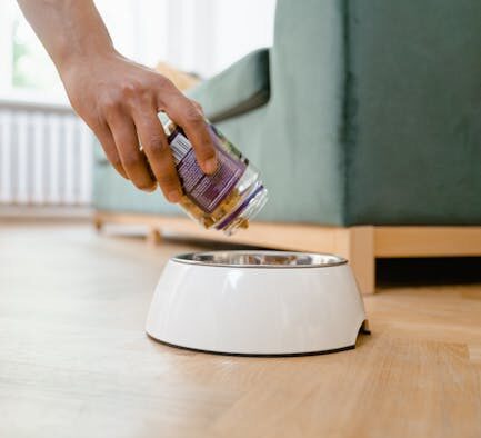 Can parasites spread from pets to people general overview