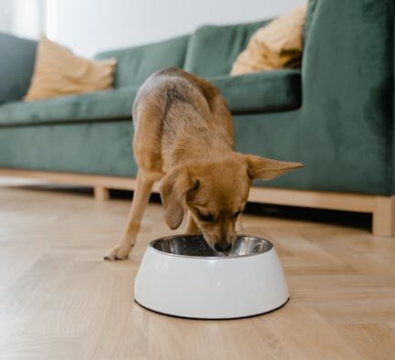 Feeding guide for multi pet households