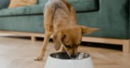 Feeding guide for multi dog households