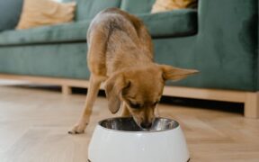 Feeding guide for multi dog households