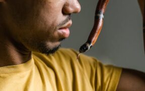 Fatty foods dangerous to pets