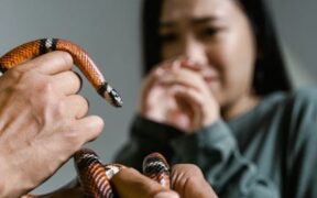 Allergic breathing reaction pets