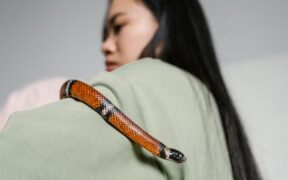 Supplements for occasional stress in multi pet homes