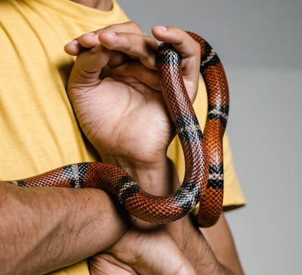 Moderate anxiety indicators pets