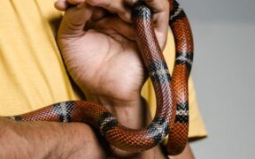 Sound desensitization basics for anxious pets