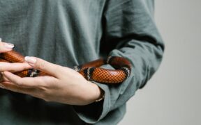 Pet dental care awareness and safe handling