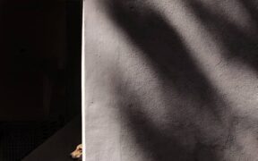 Dog chronic intermittent vomiting pattern over months