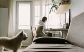 Pet dental routine ideas for dogs