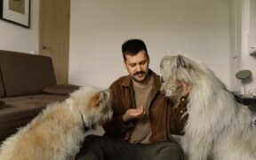 Feeding guide for senior large breed dogs