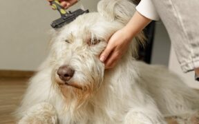 Non Stressful Grooming Setups