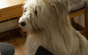 Brushing Routines for Dogs