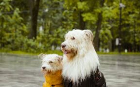 Urination after coughing pets