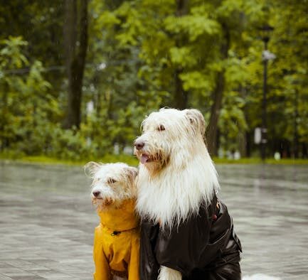 Urinary difficulty after surgery pets