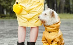 Dog sudden rash after outdoor walk symptoms