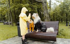 Basic training for outdoor dogs