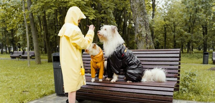 Basic training for outdoor dogs