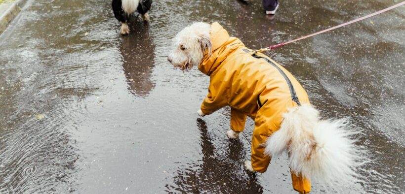 Dogs reacting around unfamiliar surfaces