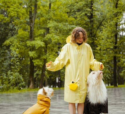 Supplements for dogs in obedience training