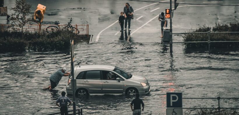 Dog collapse causes warning signs and emergency actions