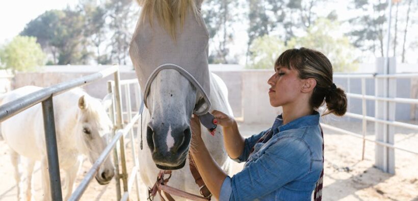 Managing Grooming During Rainy Season