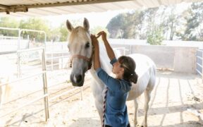 Pet dental care awareness and responsible grooming