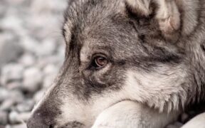 Gentle gum observation for pets