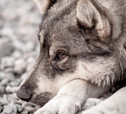 Gentle gum observation for pets